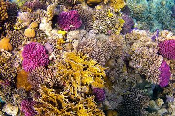 articles - coral-reefs